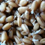 1024px-Wheat_beans