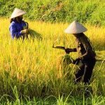 hanoi-dien-bin-phu-rice-field