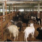 peternakan kambing etawa di blitar
