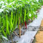 Fresh chilli Pepper field (copsicum annuum)  hanging on tree in organic vegetable  farm garden background