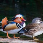 Sepasang-bebek-mandarin