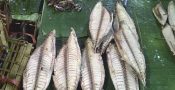 500px-Mackerel_tuna_pindangs_at_Kalibaru's_traditional_market,_Banyuwangi,_East_Java,_Indonesia