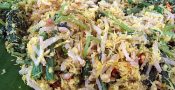 Urap or Urab is Javanese vegetable salad in spicy shredded coconut dressing.