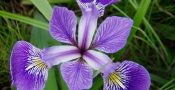 Bunga-iris