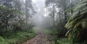 Hutan Hujan Tropis