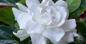 bunga-gardenia