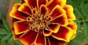bunga-marigold
