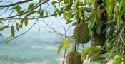 Malaysia famous king of fruits Blackthorn durian tree.