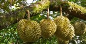durian01