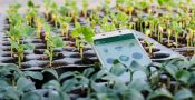 ey-mobile-phone-by-tray-of-seedlings-2048x1366
