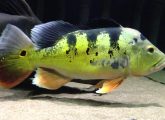 it13-ikan-hias-air-tawar-peacock-bass