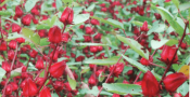 manfaat-rosella-untuk-kesehatan-1tanaman Hibiscus sabdariffa